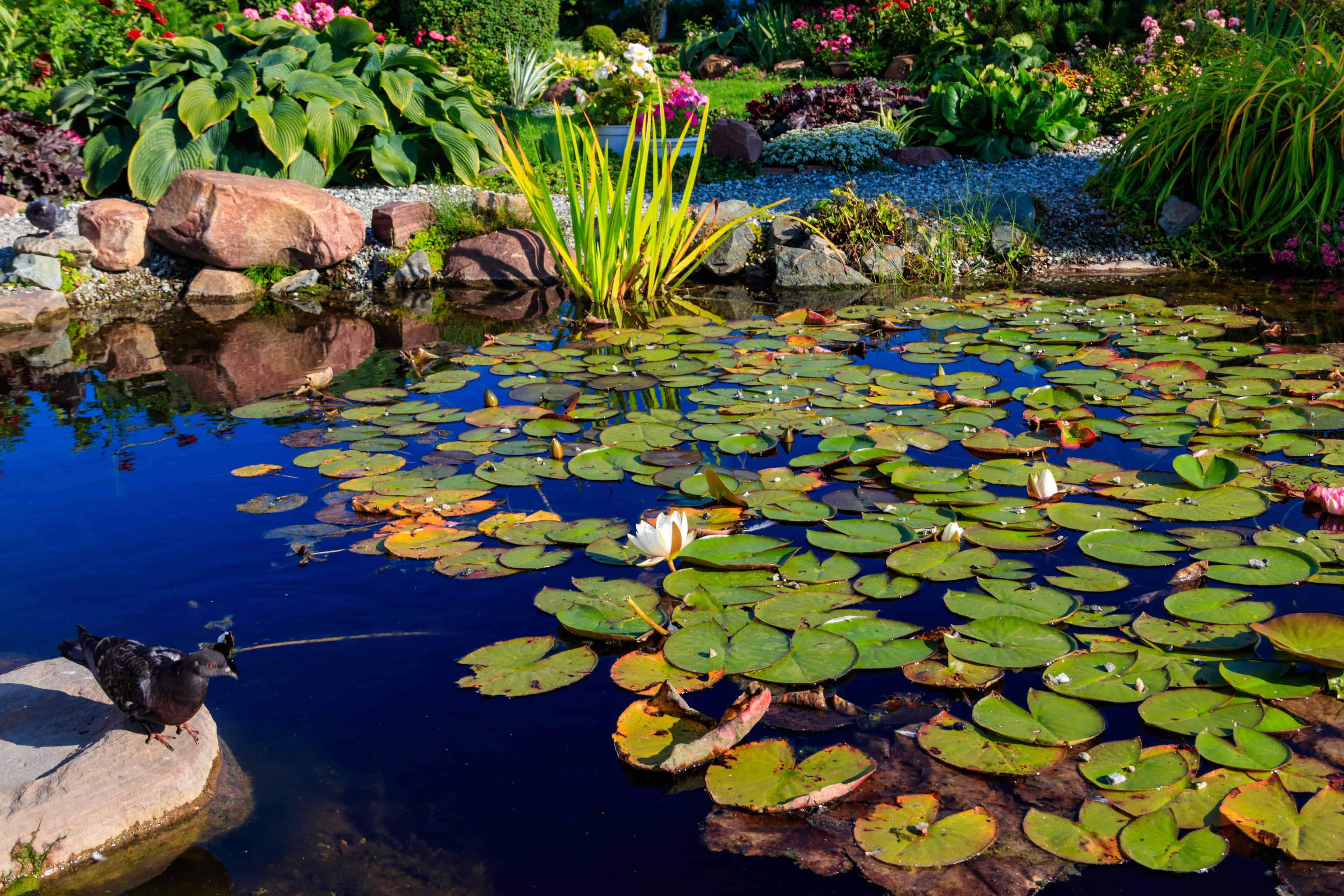 Pond Building image