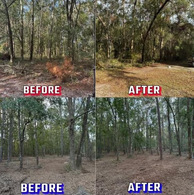 Side-by-side comparison of forest land before and after clearing and reforestation efforts.
