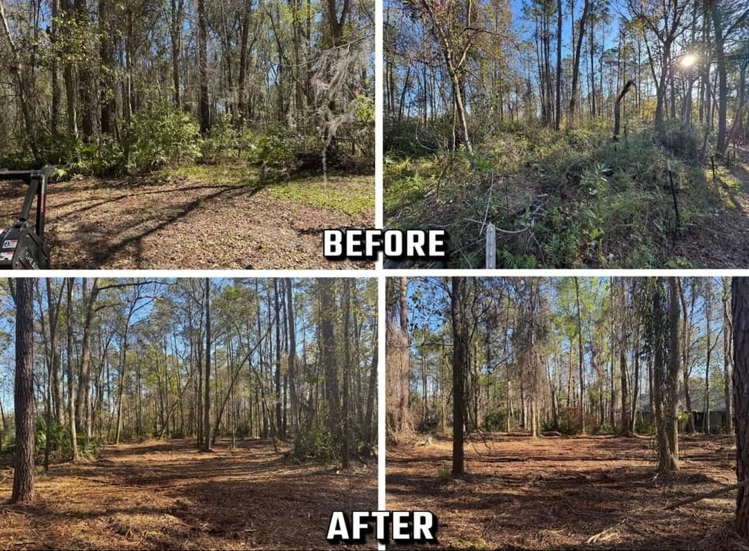 Before and after forest clearing showing transformed landscape with open space and sunlight.