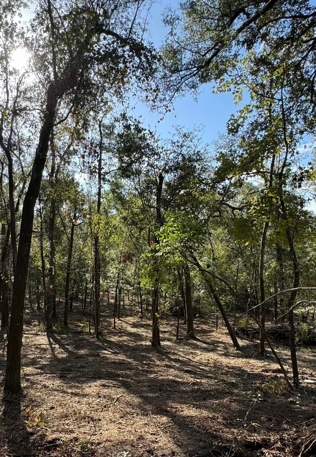 Sunlit forest with tall trees, dappled light, and a clear blue sky in the background.