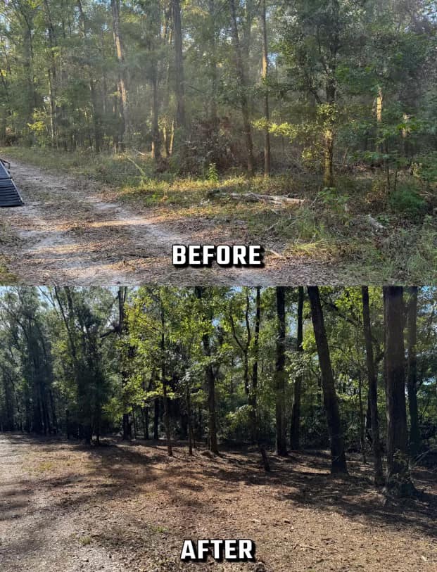 Before and after image showing forest area cleared of underbrush for improved visibility.
