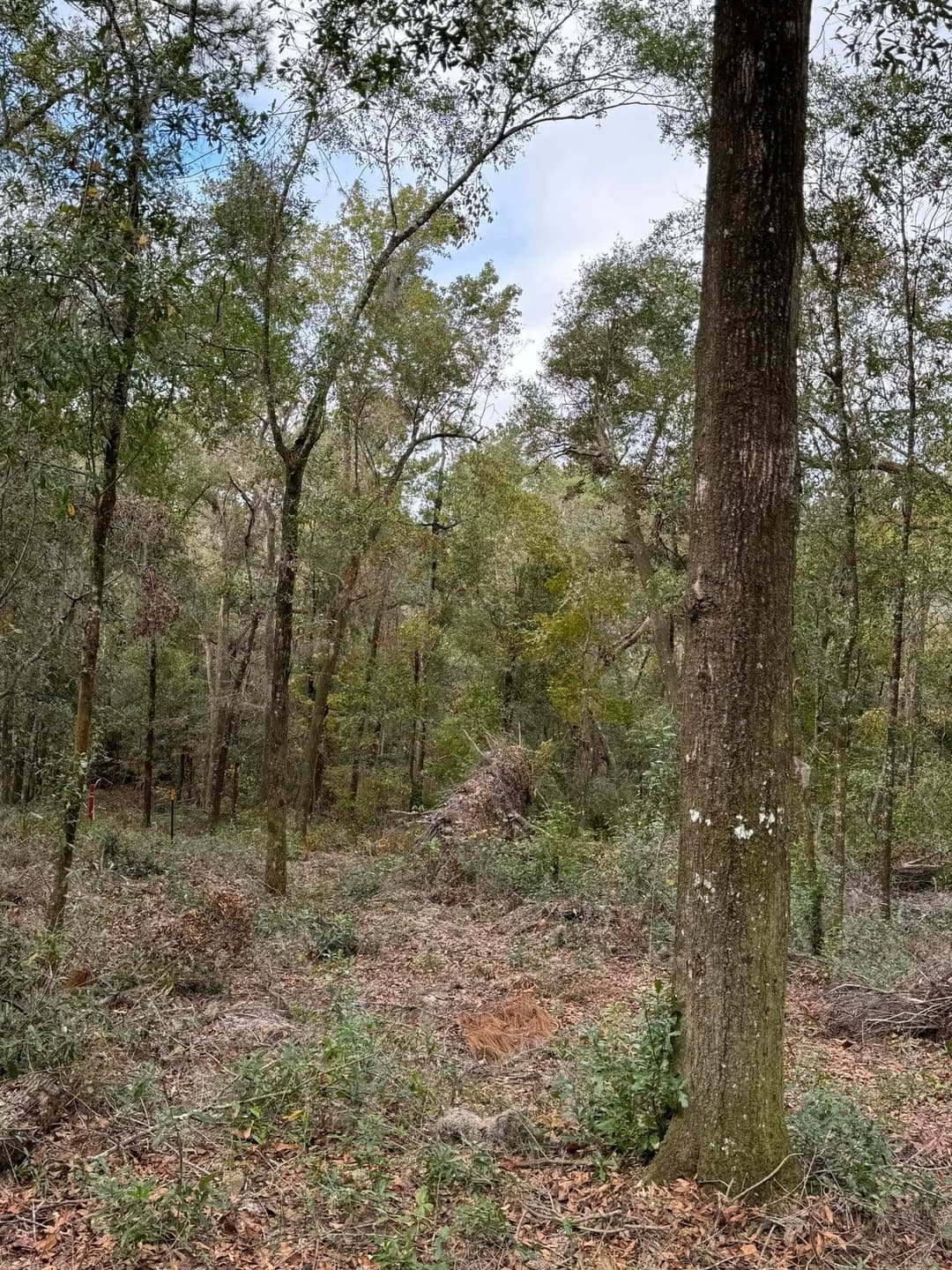 Dense forest landscape with tall trees, underbrush, and a clear sky in the background.