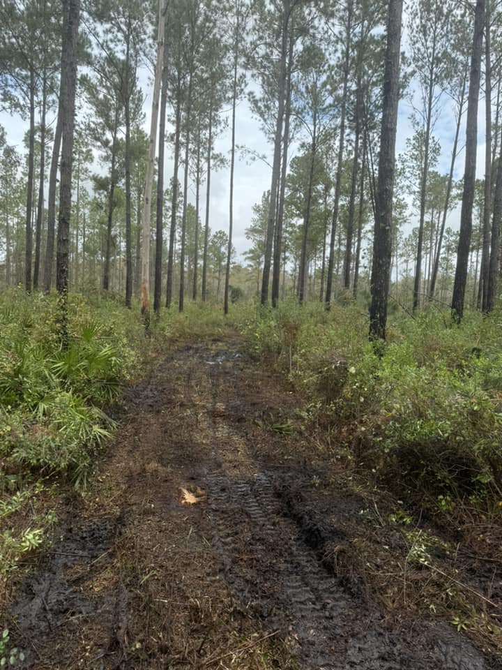 Forest trail with tire tracks surrounded by tall pines and lush undergrowth.