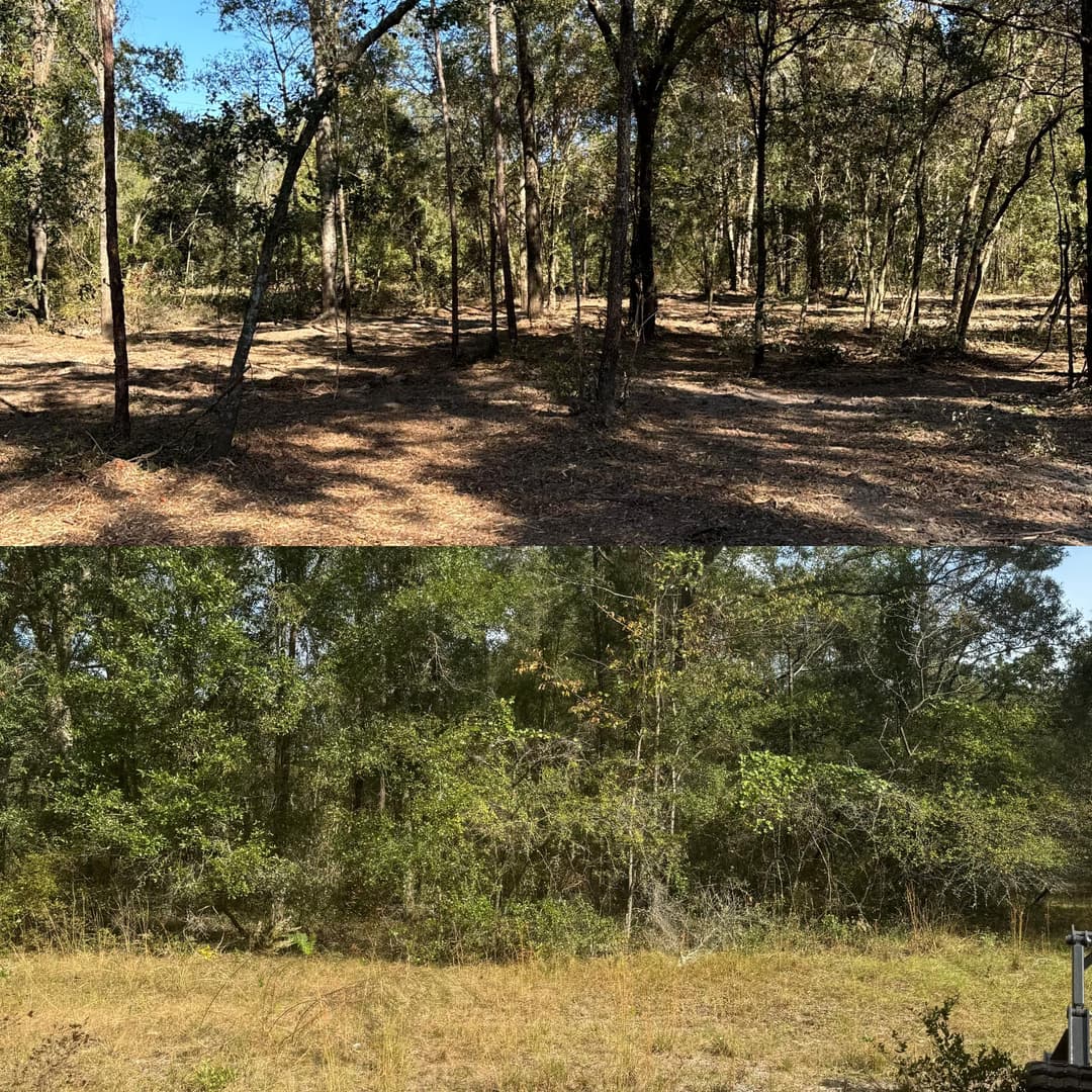 Before and after view of a forested area, showcasing cleared trees and underbrush.
