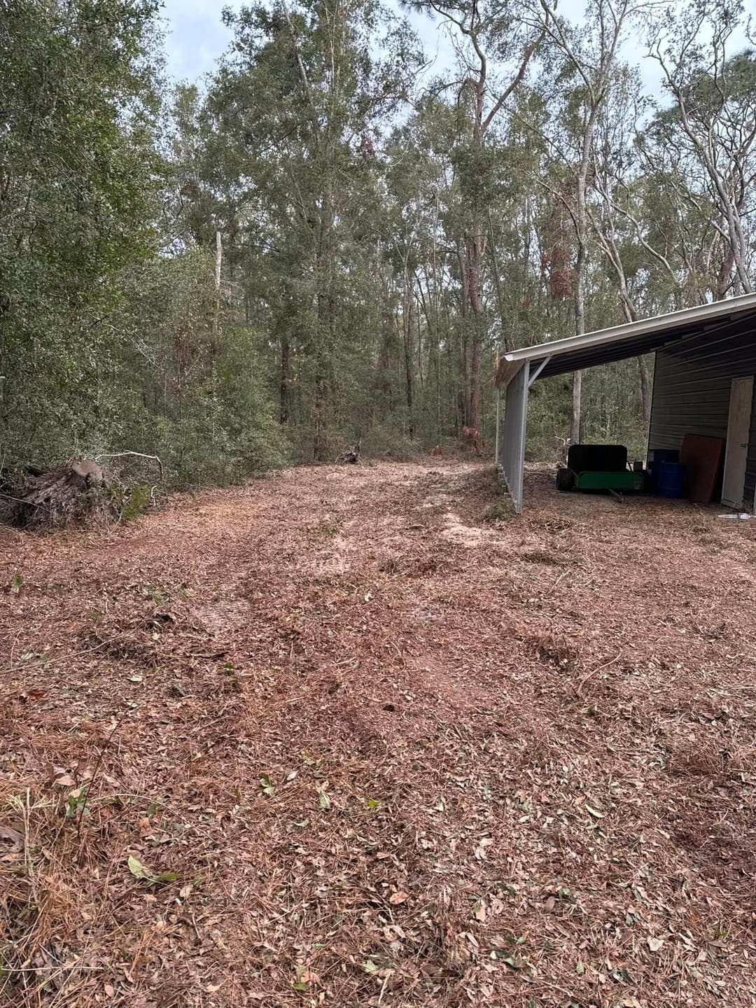 Cleared path through a forest with scattered leaves and a shed in the background.