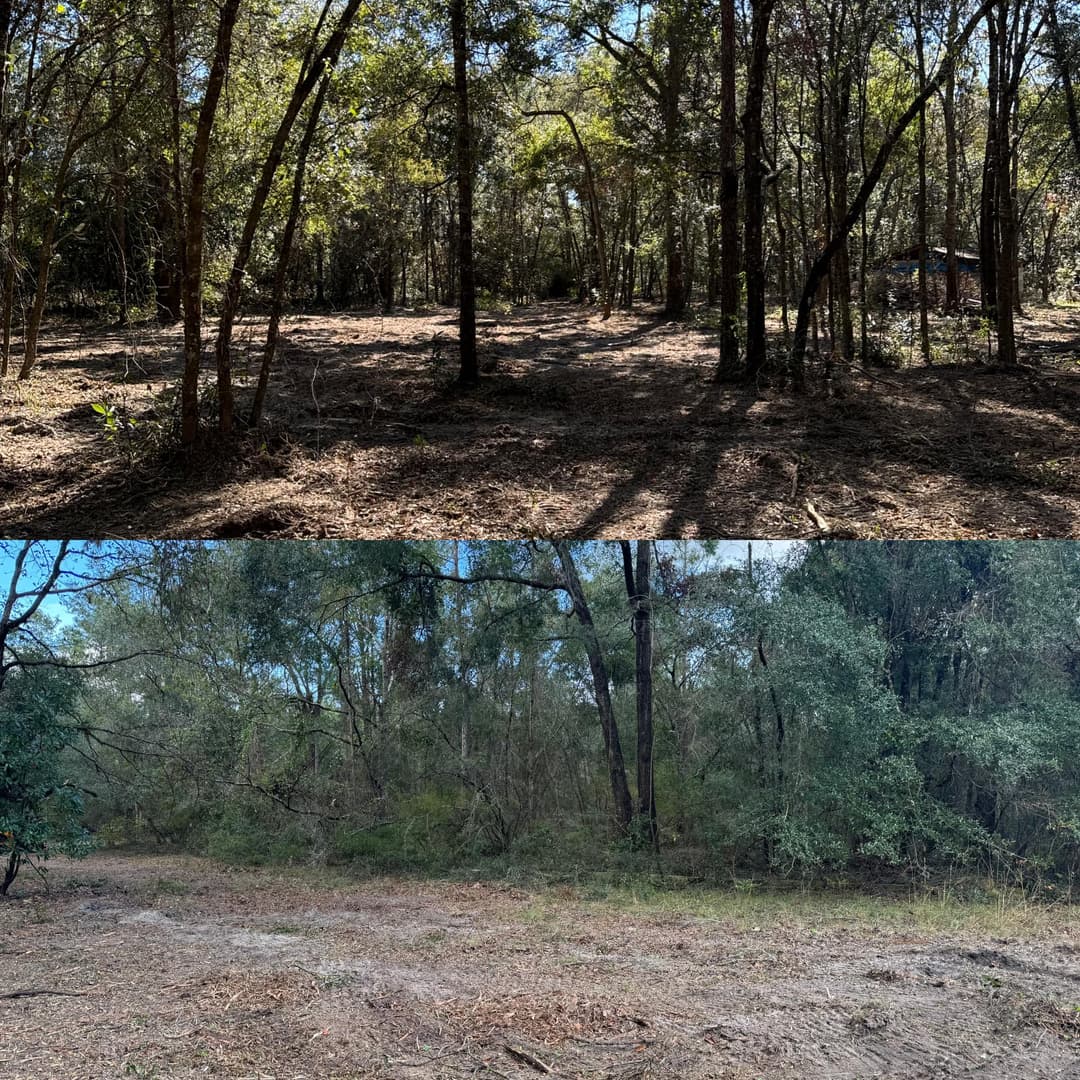 Before and after images of forested area showing cleared land and regrowth in natural environment.