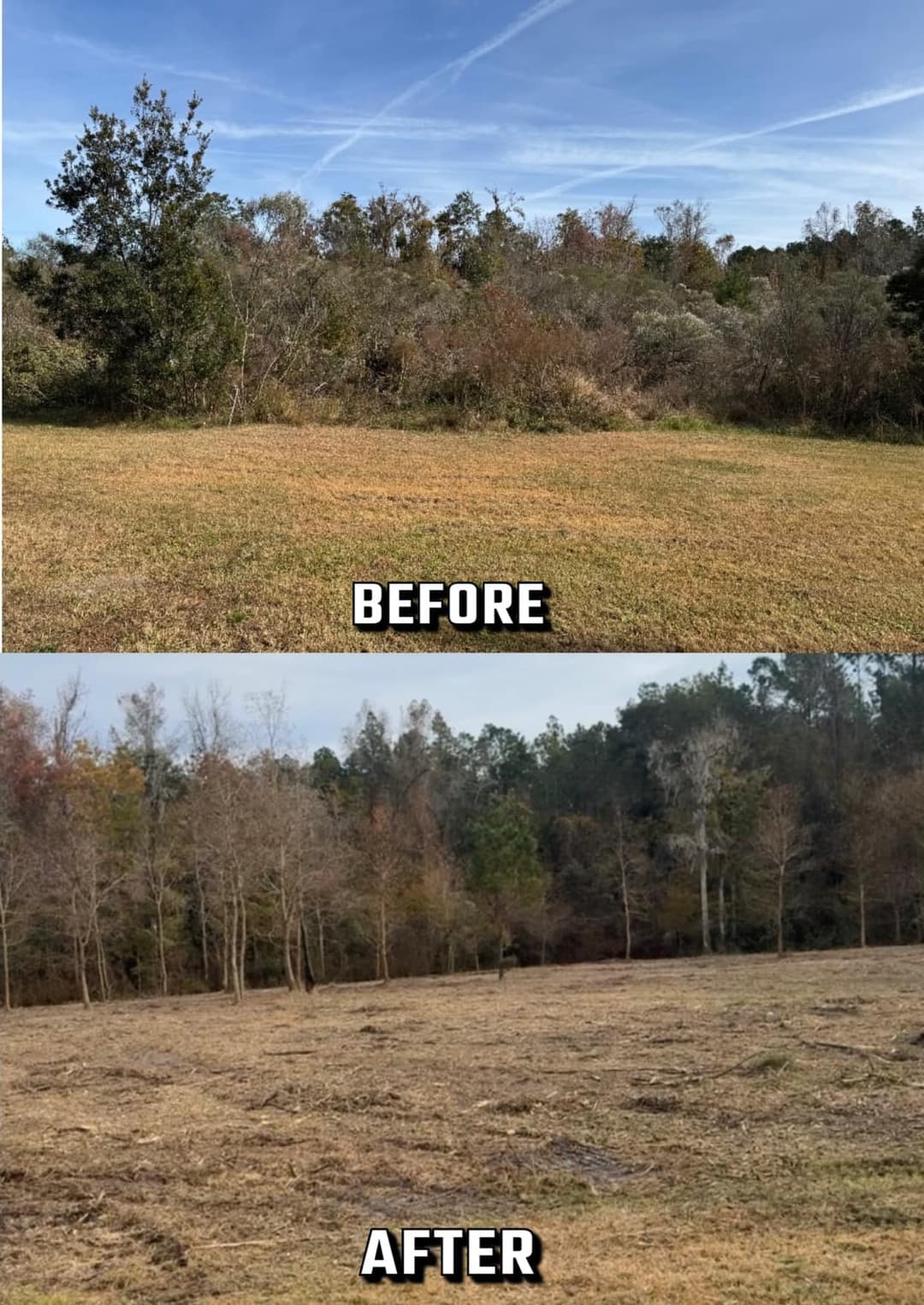 Land transformation before and after clearing dense vegetation for improved aesthetics.