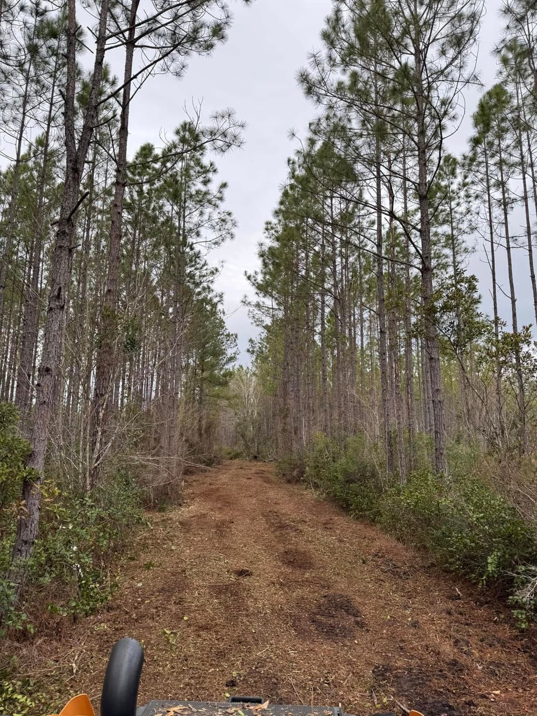 Dirt path through dense pine forest under an overcast sky, showcasing natural scenery.
