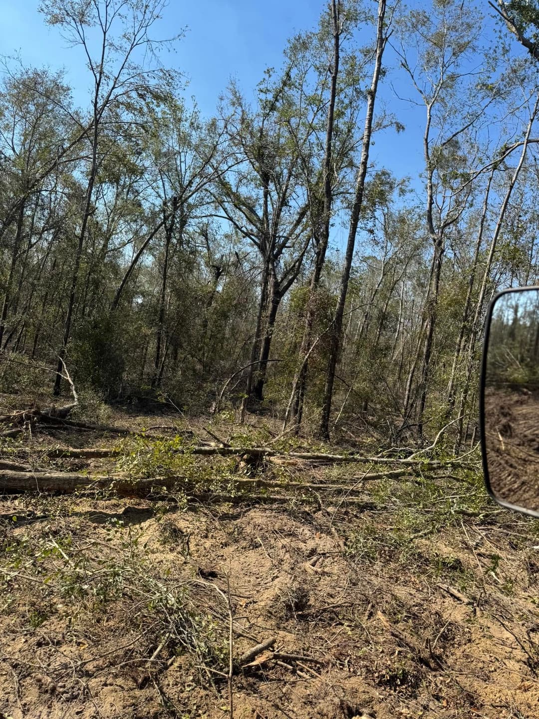 Cleared forest area with fallen trees and blue sky, showcasing land clearing activities.