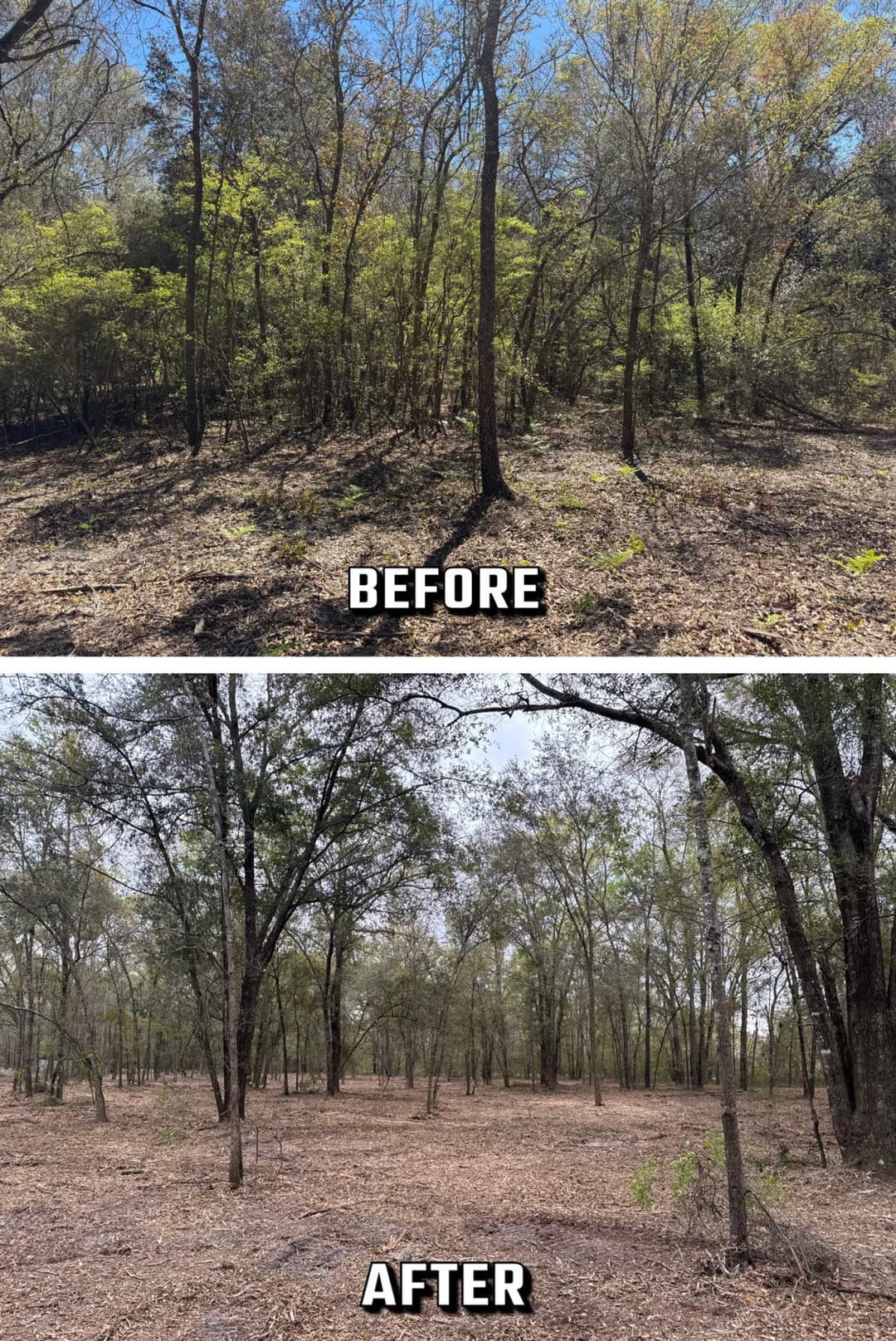 Forest area before and after clearing, showing significant removal of brush and trees.
