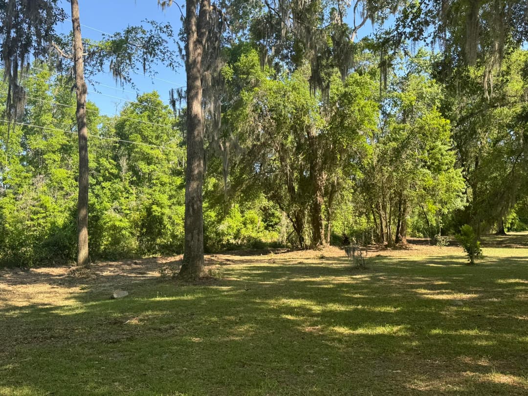 Lush green park landscape with tall trees and moss, sunny day, blue sky in background.