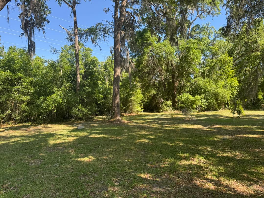 Lush green park with tall trees and dappled sunlight on the grass, ideal for outdoor relaxation.