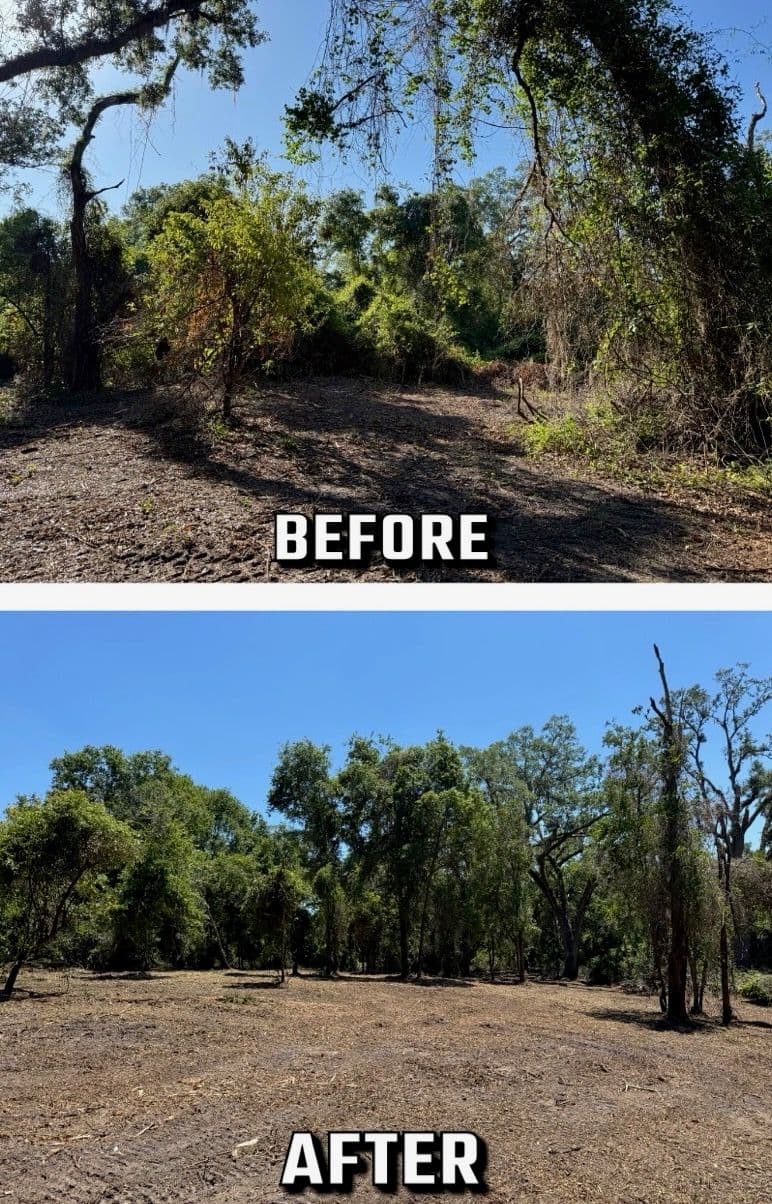 Forestry Mulching Transformation in Live Oak FL image