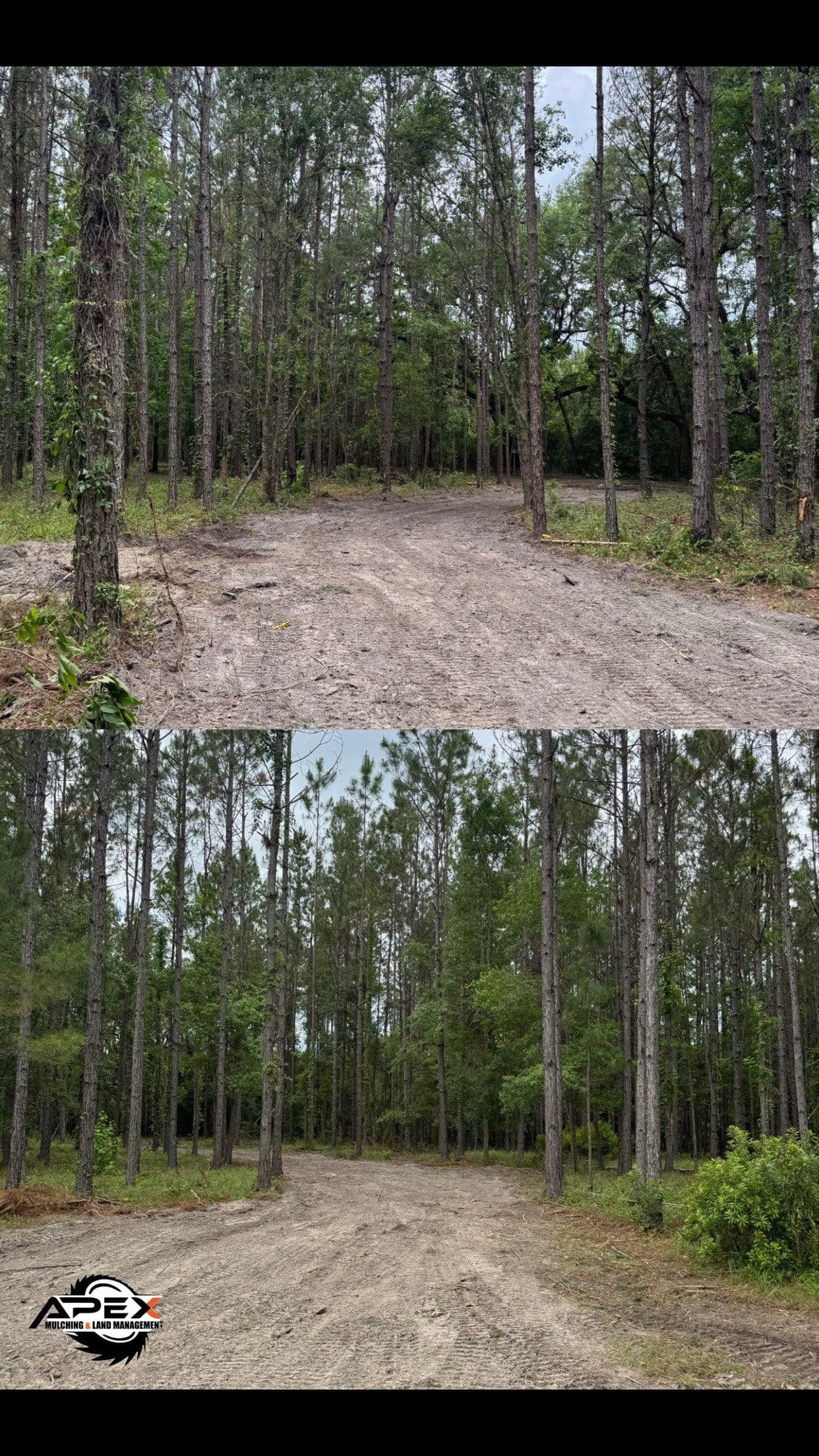 Apex Mulching Transforms Driveway Path image