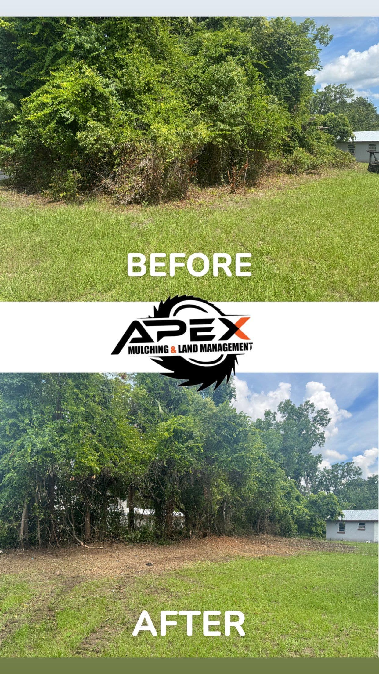 Transforming Overgrown Jungle into Clear Landscapes image