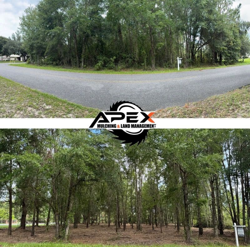 Transform Your Land with Expert Mulching and Clearing image
